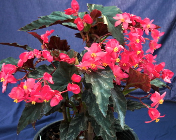 B. ‘Casper’